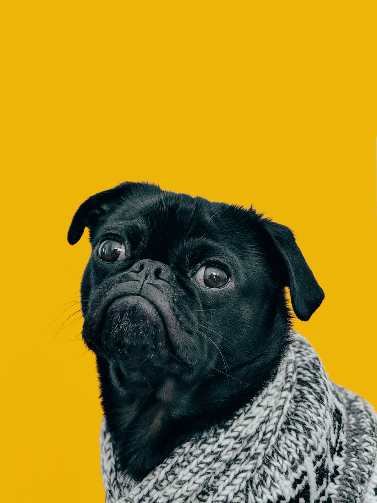 Cachorro de pequeno porte olhando para a câmera